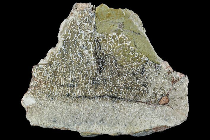 Polished Dinosaur Bone (Gembone) Section - Morocco #107031